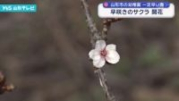 一足早い春 早咲きのサクラ 開花