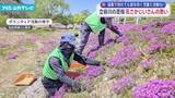 「立谷川沿いの芝桜 「花さかじいさん」の思い 猛暑で枯れても前を向く」の画像1