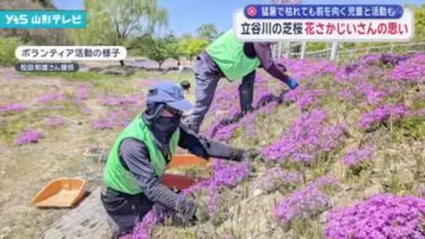 立谷川沿いの芝桜 「花さかじいさん」の思い 猛暑で枯れても前を向く