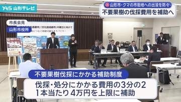 相次ぐ市街地へのクマの出没を防ぐため、山形市が不要果樹の伐採費用を補助へ