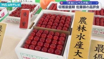 収穫最盛期を迎えたサクランボ「佐藤錦」の品評会