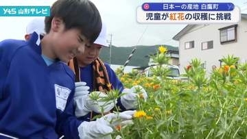 白鷹町の児童が紅花の収穫作業に挑戦