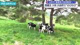 「西蔵王放牧場で牛の入牧　大自然で”のびのび”」の画像1