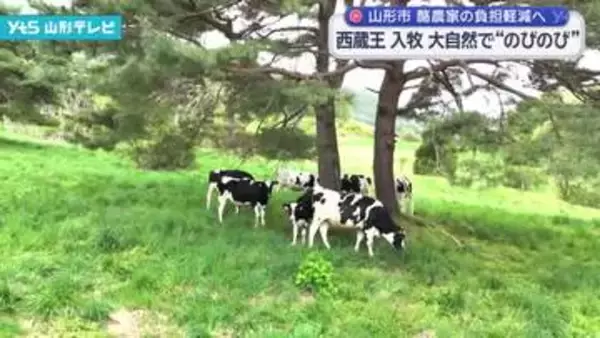 西蔵王放牧場で牛の入牧　大自然で”のびのび”