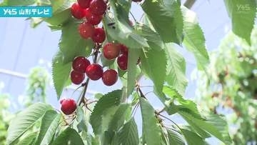 寒河江市の観光サクランボ園がオープン　地元の園児たちがサクランボ狩りに挑戦