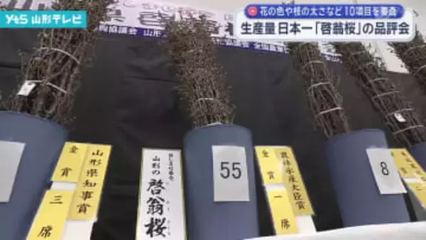 生産量日本一「啓翁桜」の品評会