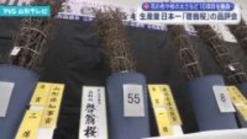 生産量日本一「啓翁桜」の品評会