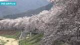 「春の陽気　県内のサクラスポットは大勢の花見客でにぎわう」の画像1