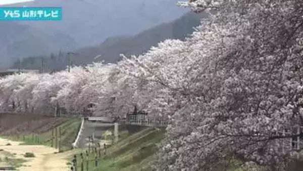 春の陽気　県内のサクラスポットは大勢の花見客でにぎわう