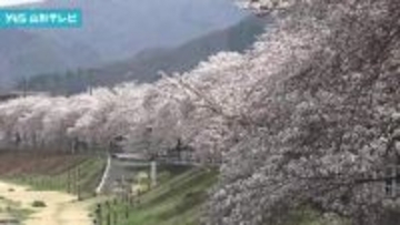 春の陽気　県内のサクラスポットは大勢の花見客でにぎわう