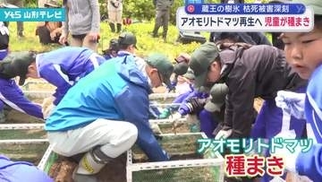 蔵王の樹氷を形成するアオモリトドマツ再生へ 児童が種まき