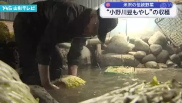 小野川豆もやしの収穫