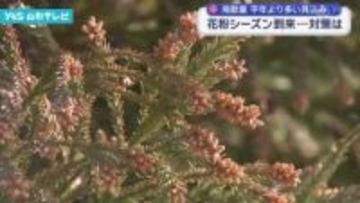 花粉シーズン到来 対策は