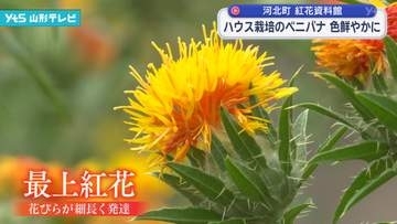 ハウス栽培のベニバナ 色鮮やかに 河北町紅花資料館