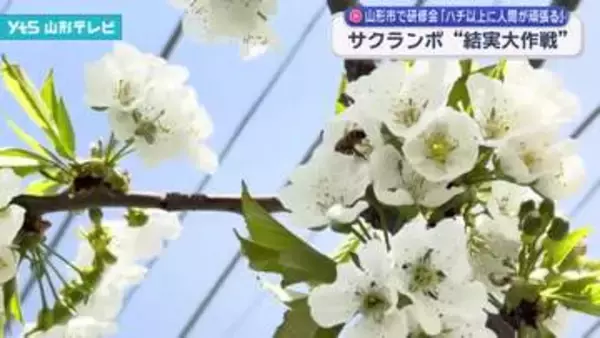 サクランボ結実大作戦　山形市の園地で人工授粉の方法などを確認する研修会