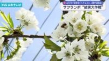 サクランボ結実大作戦　山形市の園地で人工授粉の方法などを確認する研修会