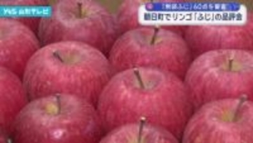リンゴ産地 朝日町 収穫最盛期 「ふじ」の品評会