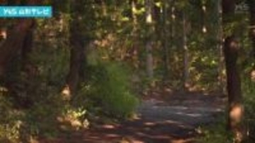 クマに襲われ顔の骨を折る大けが 上山市の山中で山菜採りの男性が背後から襲われる