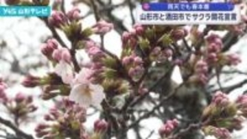山形と酒田で桜開花 霞城公園では6日からライトアップ予定