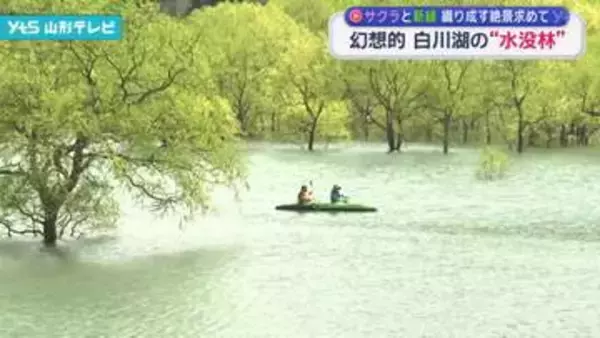 幻想的 白川湖の水没林 サクラと新緑織り成す絶景を求めて