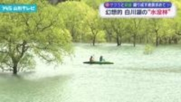 幻想的 白川湖の水没林 サクラと新緑織り成す絶景を求めて