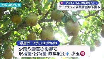 ラ・フランス安定出荷へ、来季の対策を協議