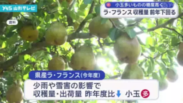 ラ・フランス安定出荷へ、来季の対策を協議