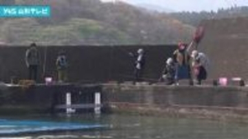 ”海の釣り堀” 今シーズンの営業スタート 鶴岡市由良・白山島