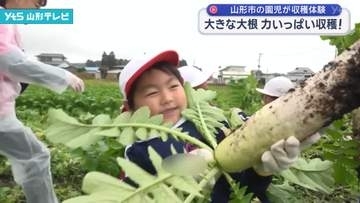 大きな大根 力いっぱい収穫 山形市の園児が収穫体験