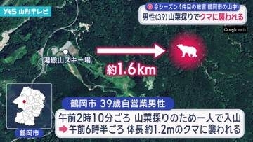 山菜採りの男性 クマに襲われ腕などにけが　県内でのクマによる人的被害は今年4件目