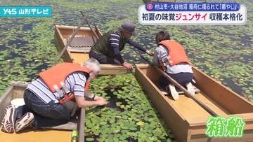 初夏の味覚ジュンサイの収穫本格化　村山市・大谷地沼