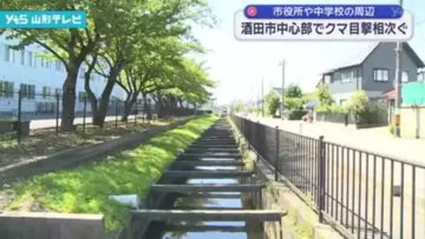 酒田市の中心部でクマの目撃が相次ぐ 市役所や中学校周辺 市が注意を呼び掛け