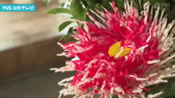 伝統工芸の笹野花づくりが最盛期 米沢市