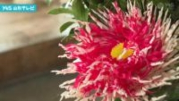 伝統工芸の笹野花づくりが最盛期 米沢市