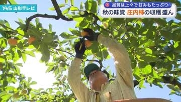 秋の味覚 庄内柿の収穫盛ん 品質上々で甘みたっぷり