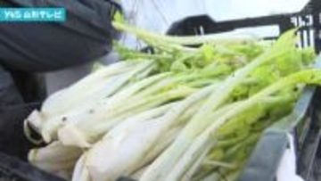 伝統野菜「雪菜」収穫最盛期