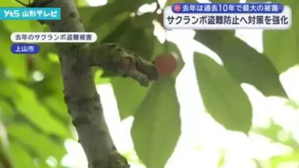 サクランボの盗難防止に向けた対策会議