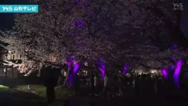 松ヶ丘開墾場　サクラのライトアップ