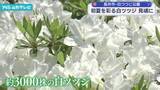 「初夏を彩る白ツツジが見頃　長井市白つつじ公園」の画像1