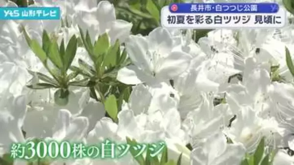 初夏を彩る白ツツジが見頃　長井市白つつじ公園