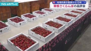 東根さくらんぼ「佐藤錦」の品評会　色、大きさ、糖度など9項目をチェック