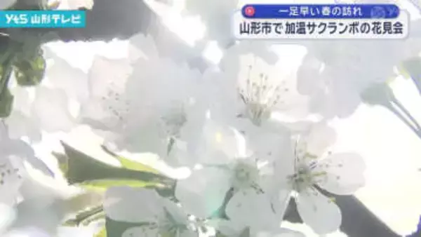 山形市のサクランボハウスで一足早い花見会開催