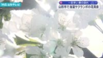山形市のサクランボハウスで一足早い花見会開催