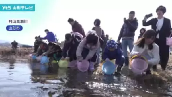 山形市の川にサケの稚魚放流