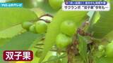 「サクランボ　今年も双子果… 高品質目指して　連休中も摘果作業続く」の画像1
