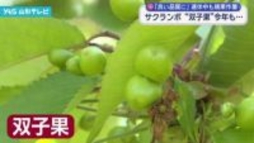 サクランボ　今年も双子果… 高品質目指して　連休中も摘果作業続く