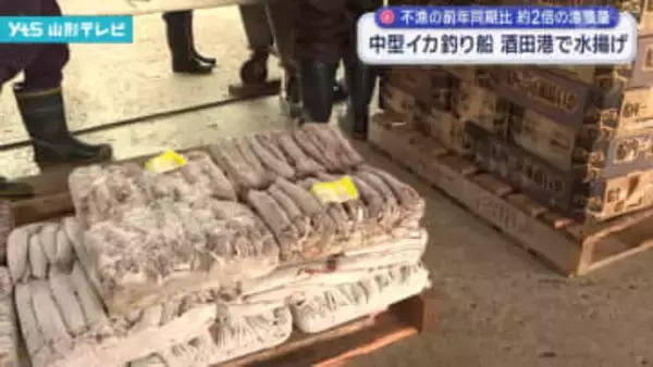 スルメイカの水揚げ 酒田港に入港