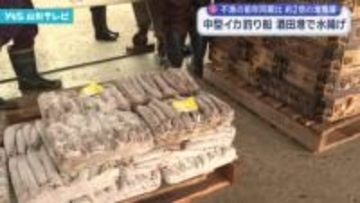 スルメイカの水揚げ 酒田港に入港
