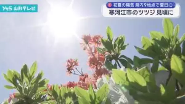 寒河江市のツツジが見頃に　東北最大級の規模を誇る寒河江公園