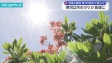 寒河江市のツツジが見頃に　東北最大級の規模を誇る寒河江公園